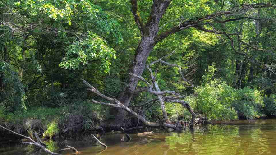 Ropotamo River 