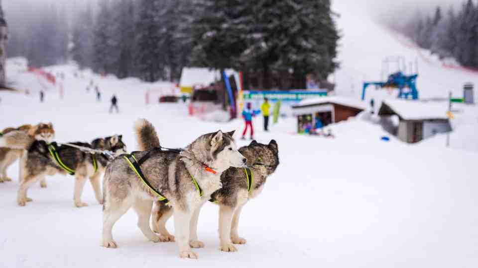 Activities in Pamporovo